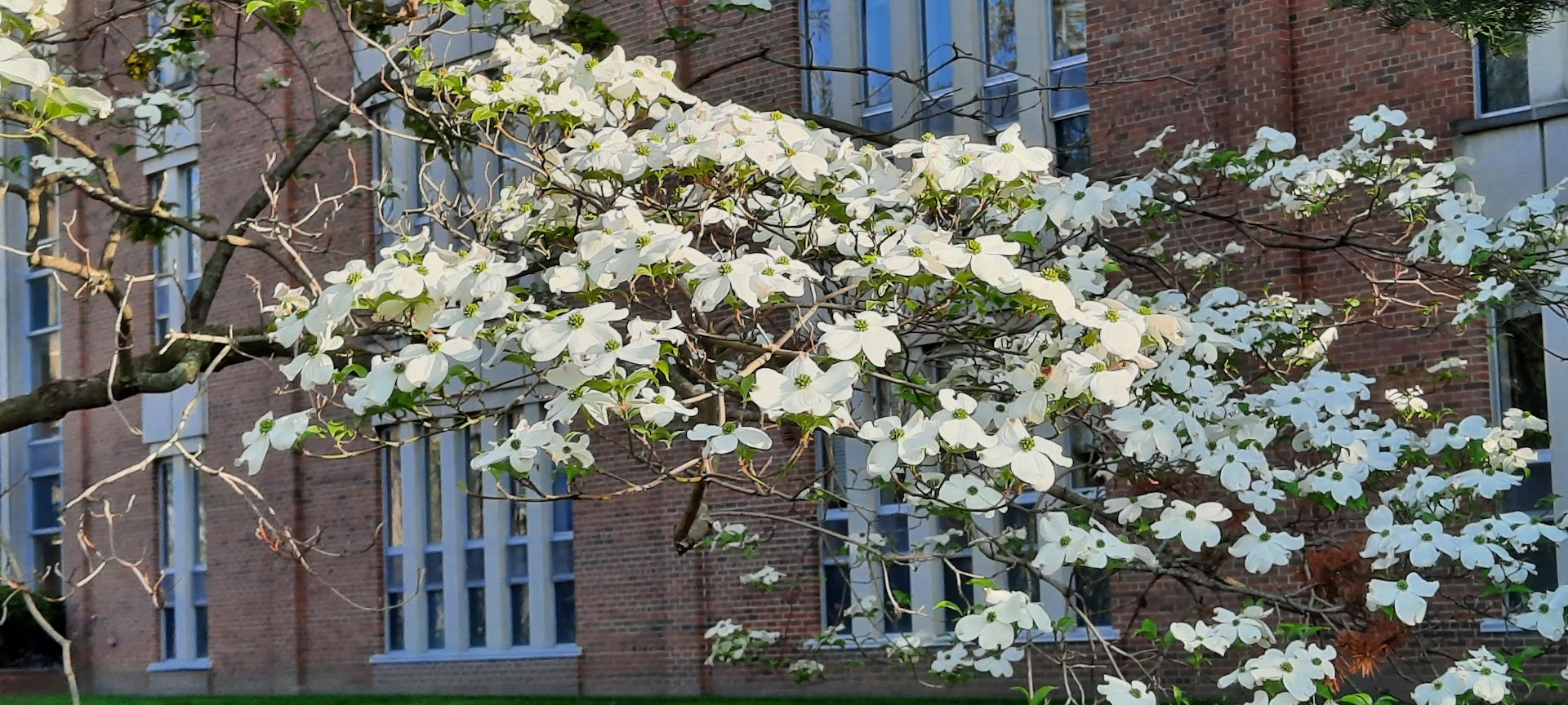 Closeup of a dogwood tree.